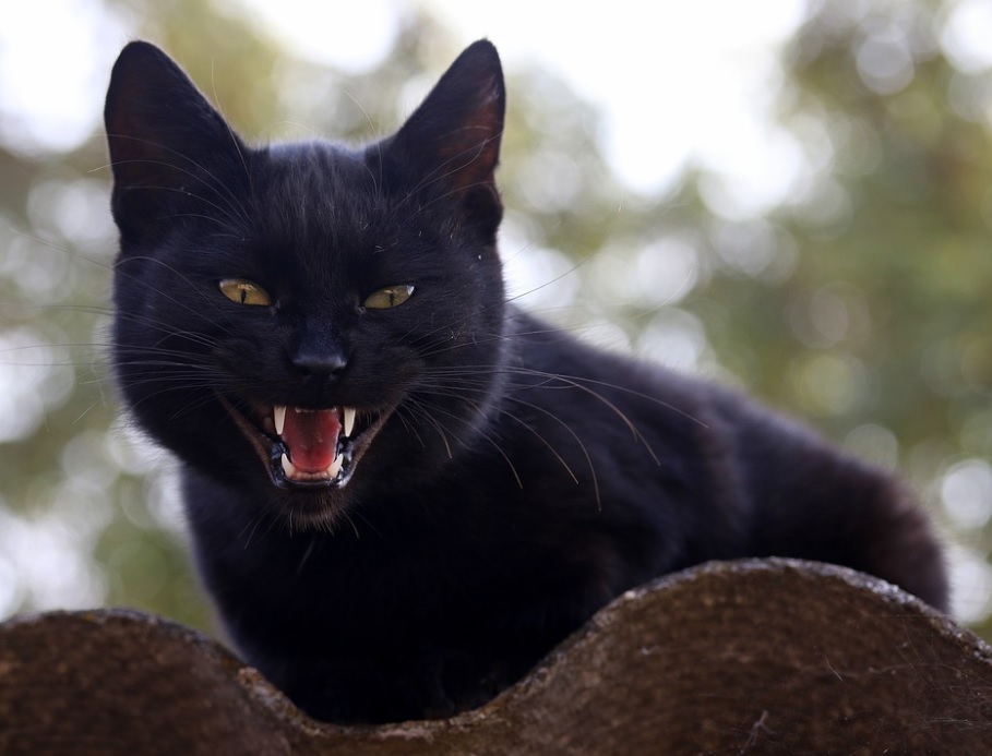 signes que chat est énervé