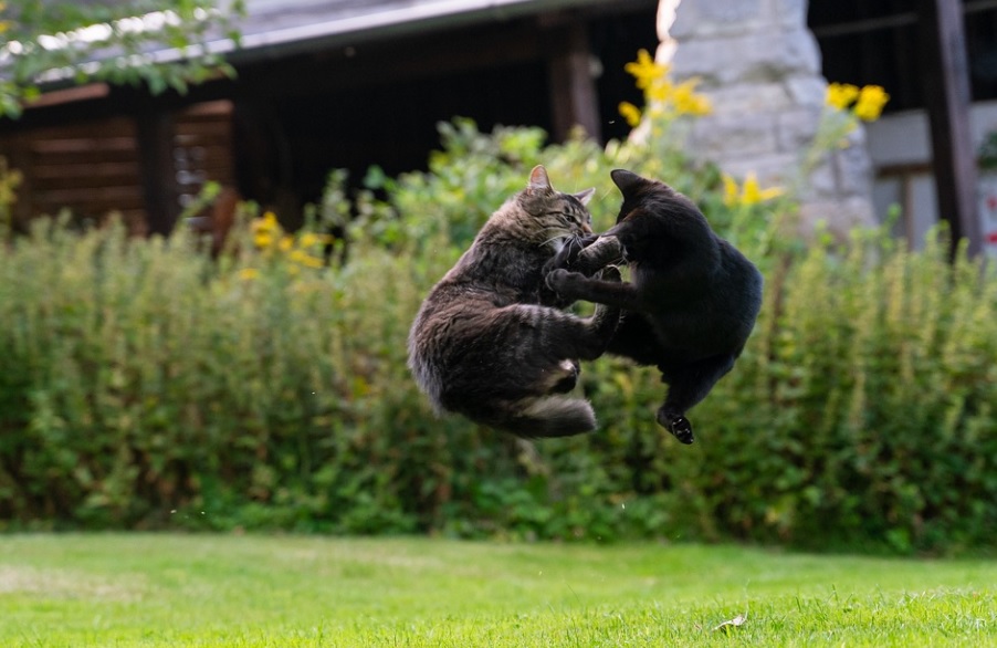 arrêter une bagarre entre deux chats