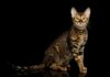 Toyger