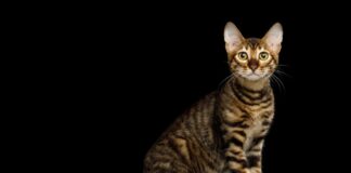 Toyger