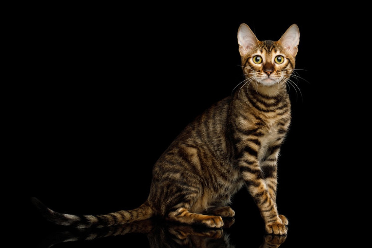 Toyger