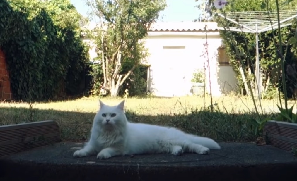 vidéo chat qui danse