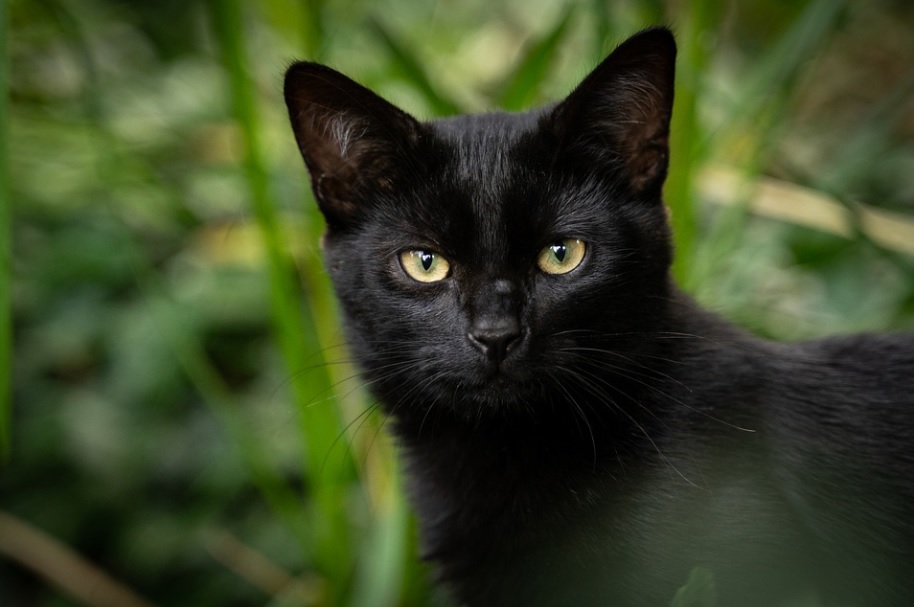 belles races de chats noirs