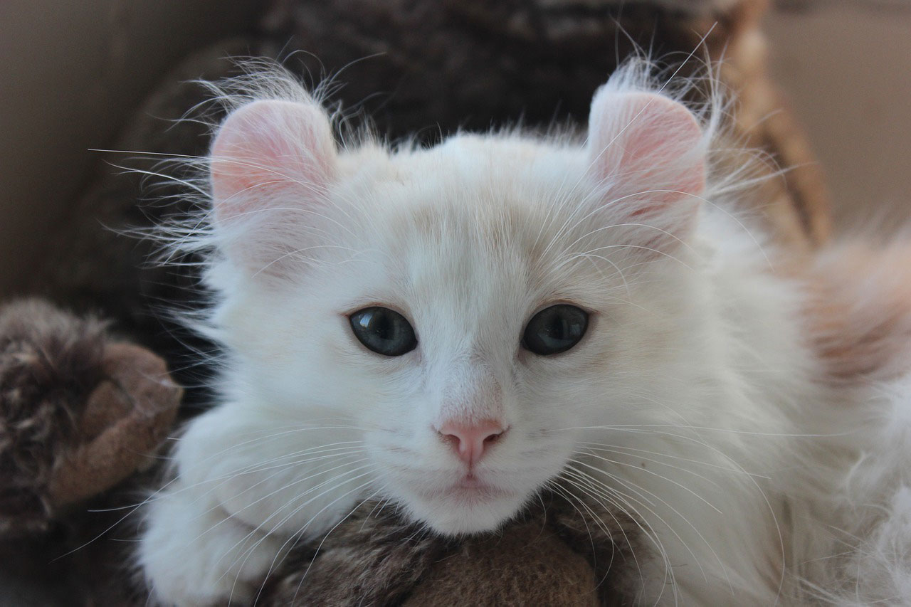 race de chat American Curl