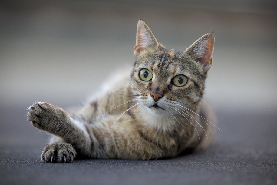 chat en bonne santé