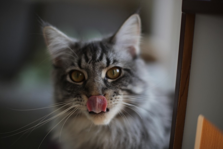 races de chat gourmandes