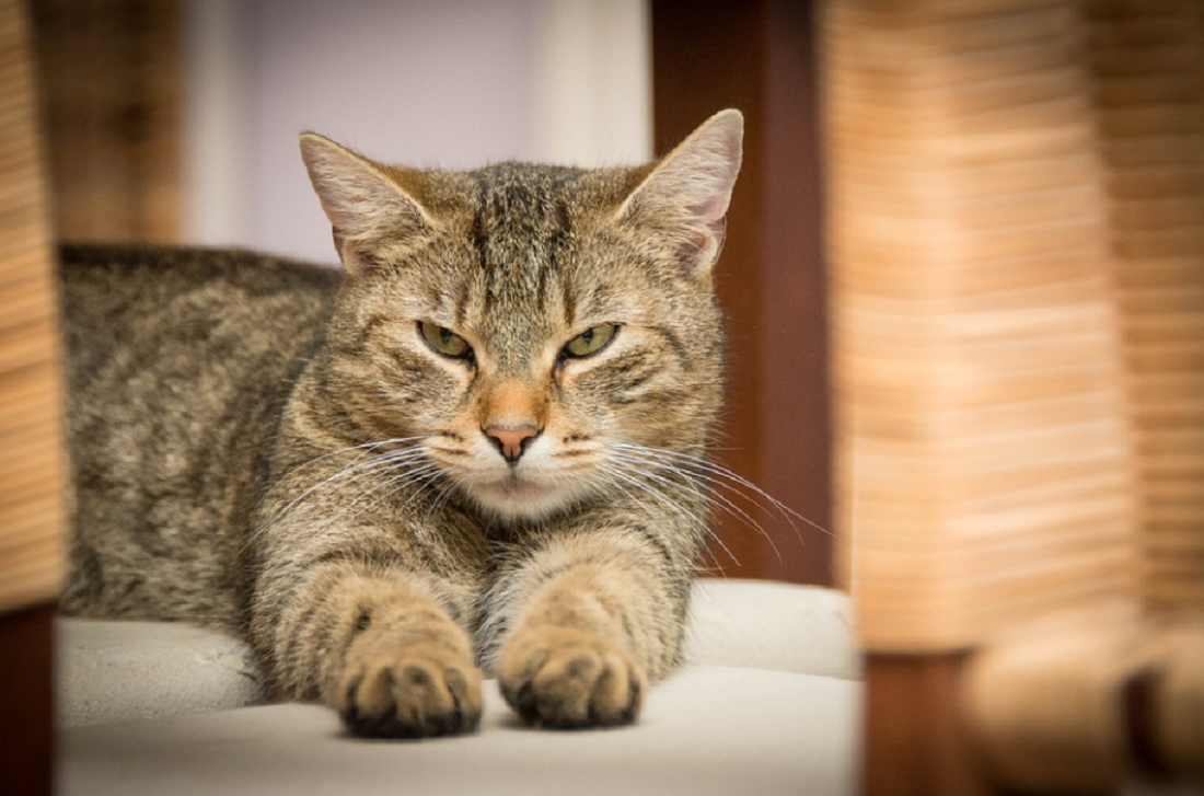 races de chat qui détestent être seules