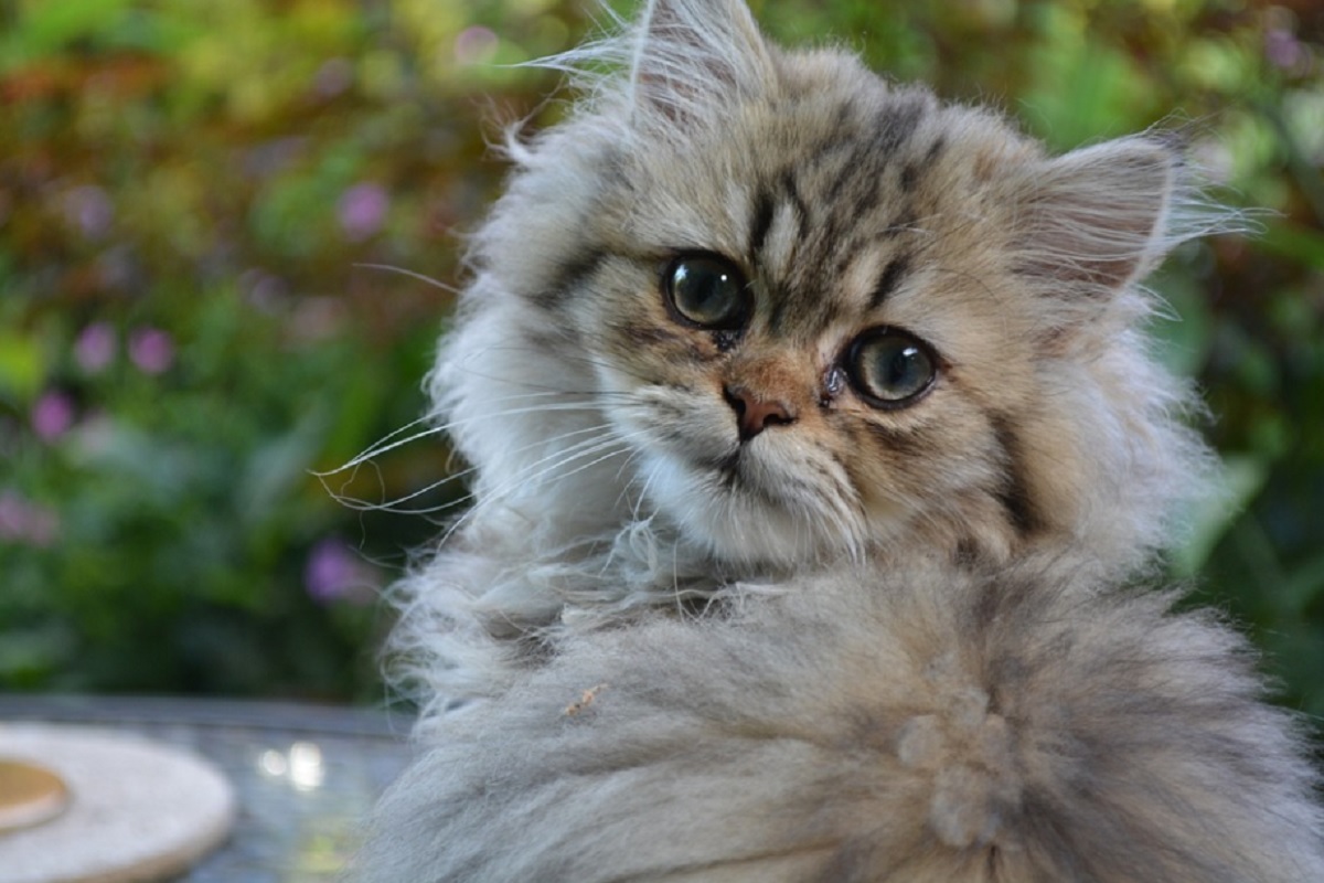 races de chat au visage aplati