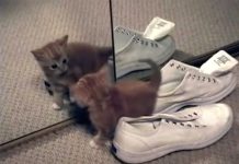 vidéo hilarante de chats devant un miroir