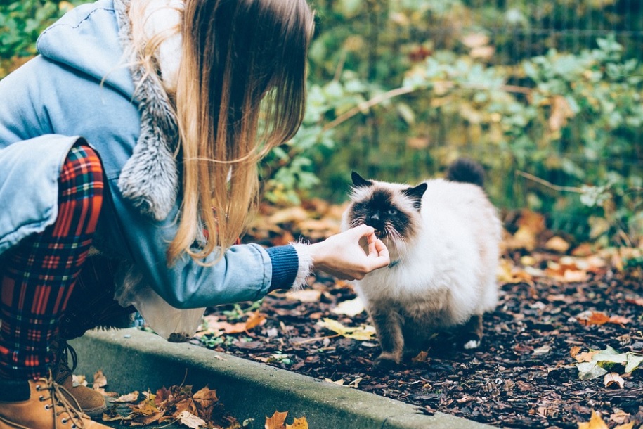 nourriture partagée avec son chat