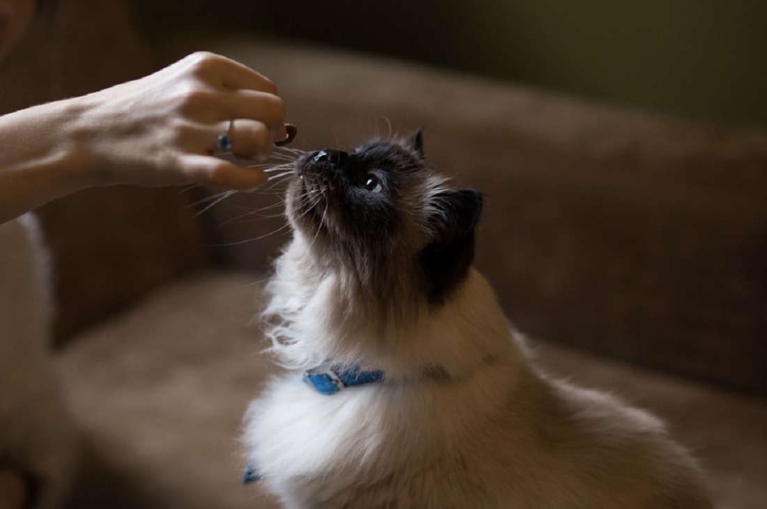 partager sa nourriture avec votre chat