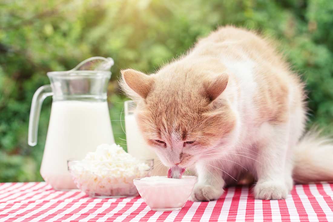 chat mange du Yaourt