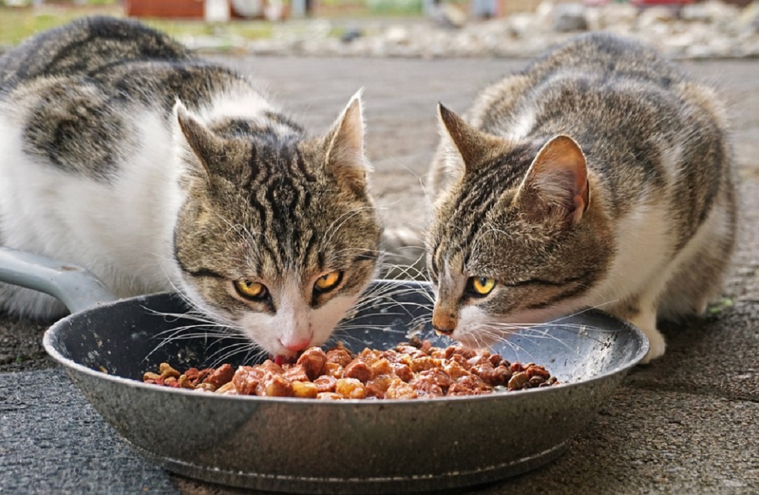 Donner ses restes de nourriture à son chat