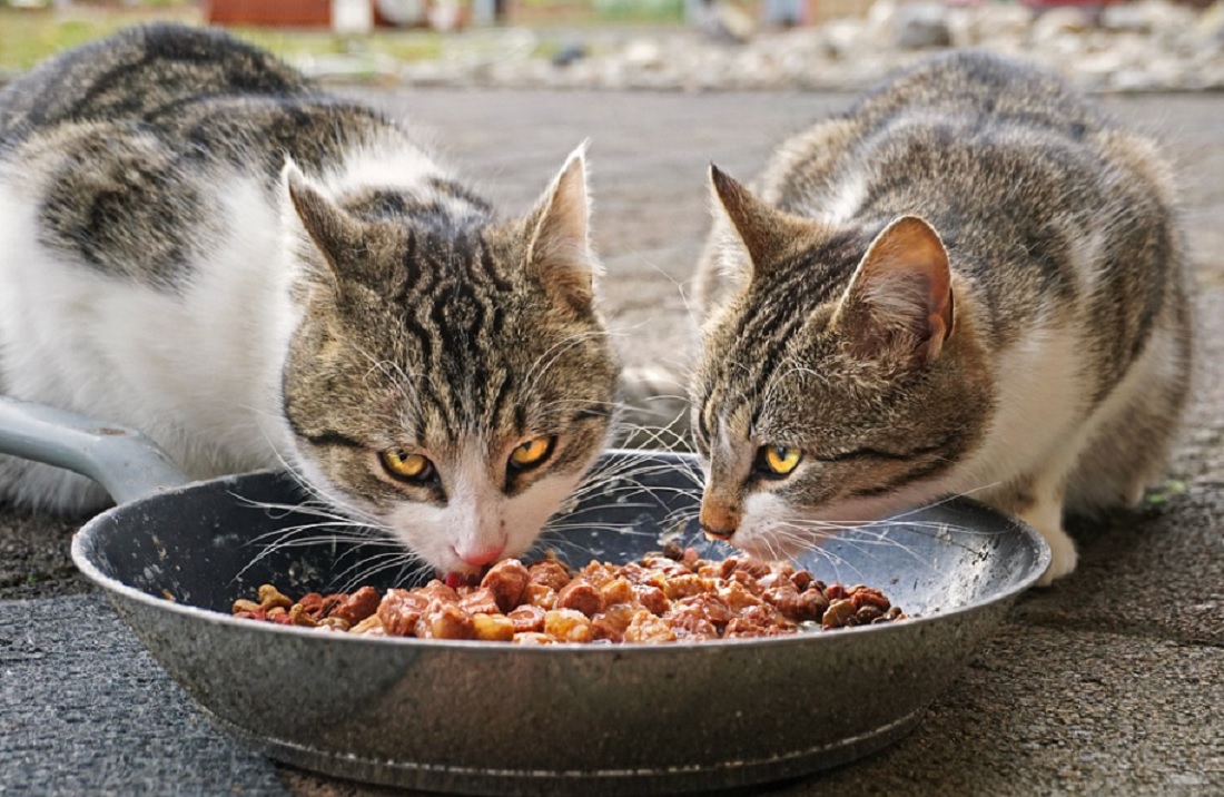 Alimentation du chat