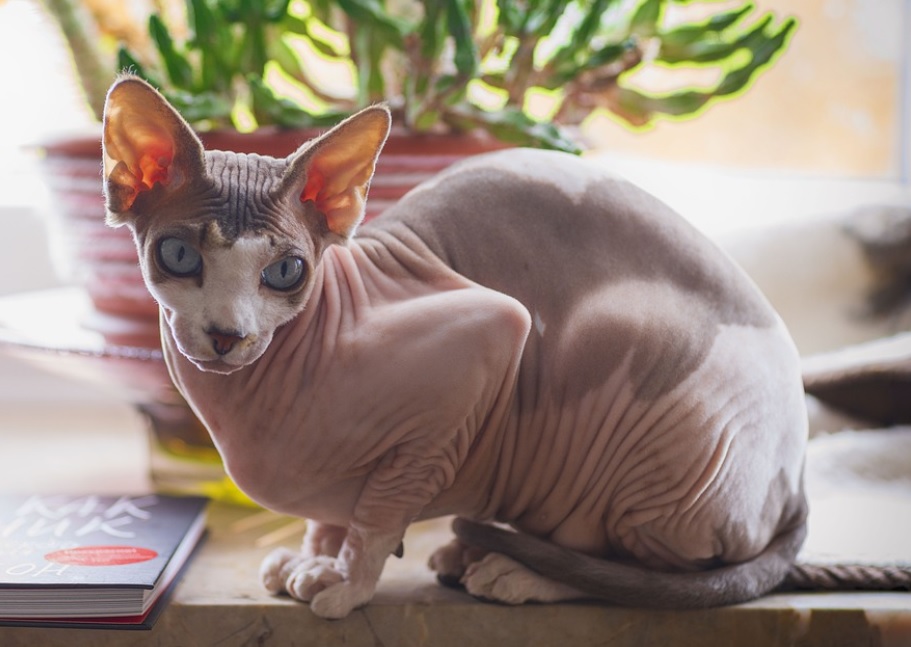 race de chat capricieuse