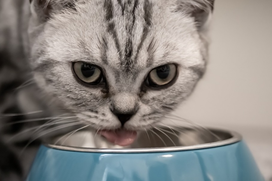 Donner ses restes de nourriture à un chat