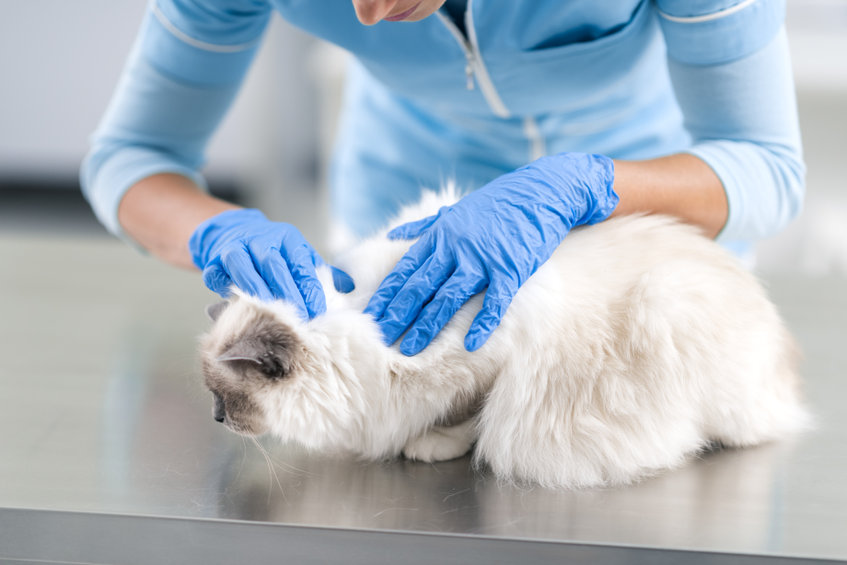 Professional vet examining a beautiful cat