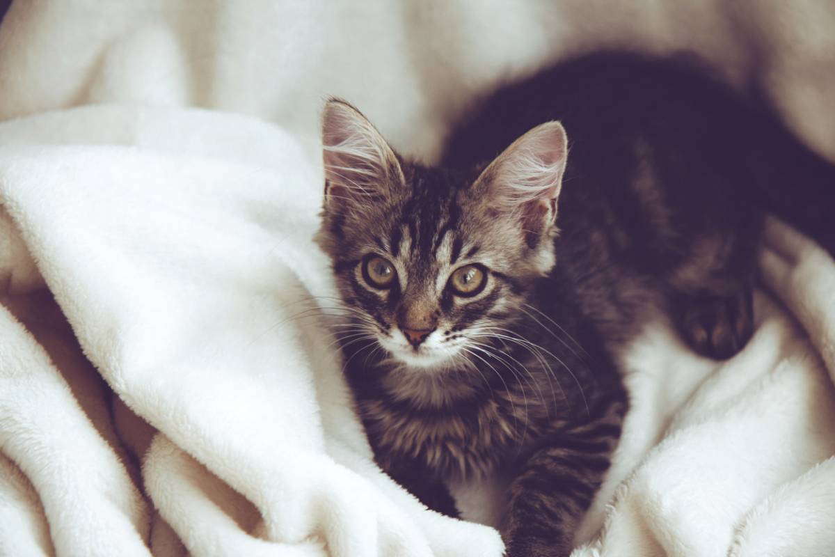 meilleurs endroits où adopter un chaton