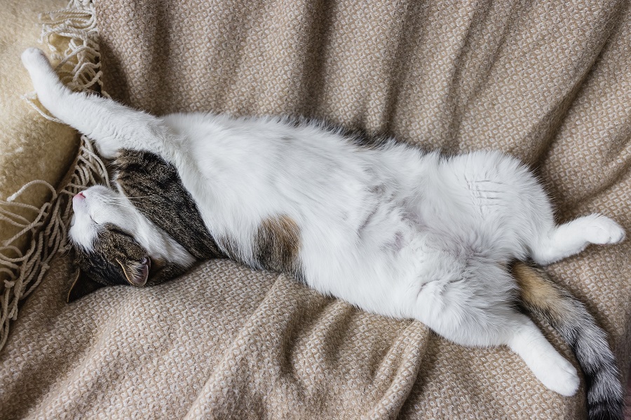 Cute domestic young cat sleeping in cozy bed