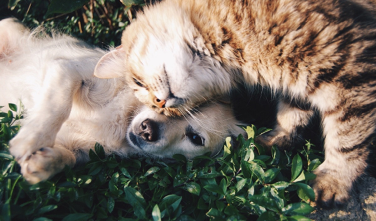 cohabiter un chien et un chat