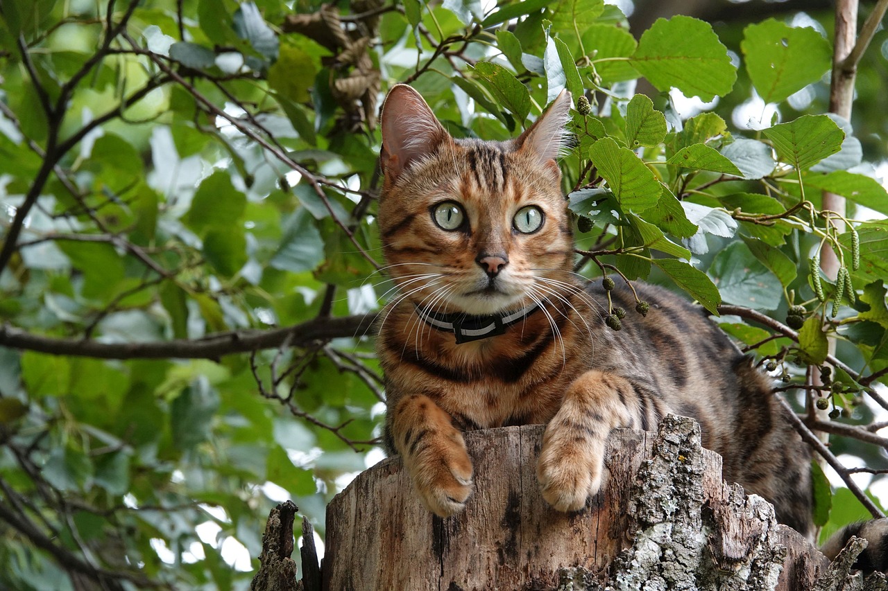 races de chat sauvages