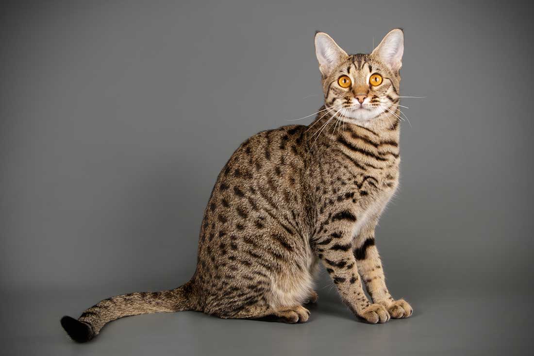 photo-Savannah-chat
