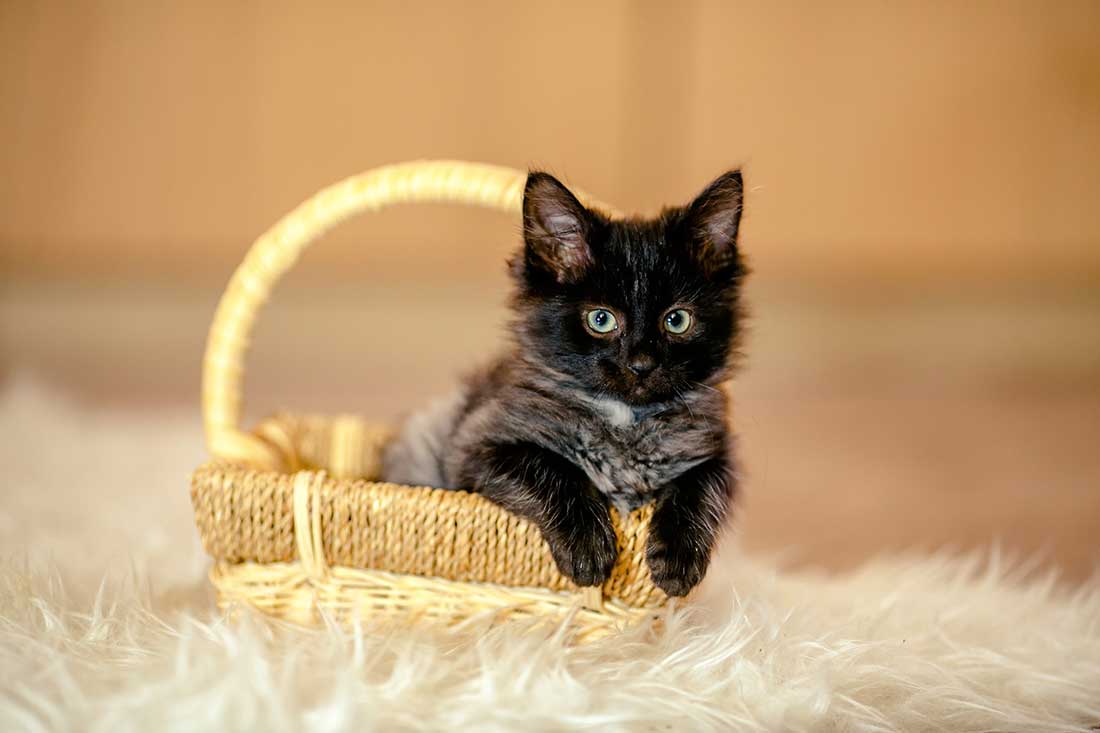 races de chat qui ont un caractère de cochon