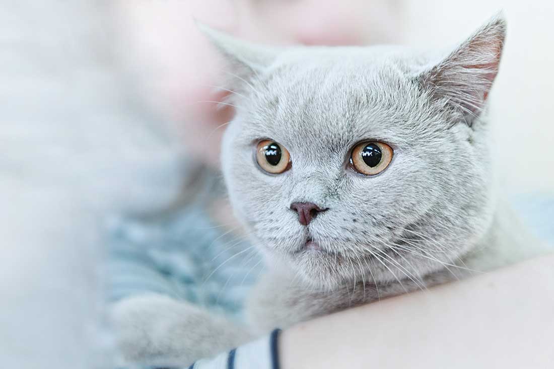 races de chat qui aiment le plus leur maître