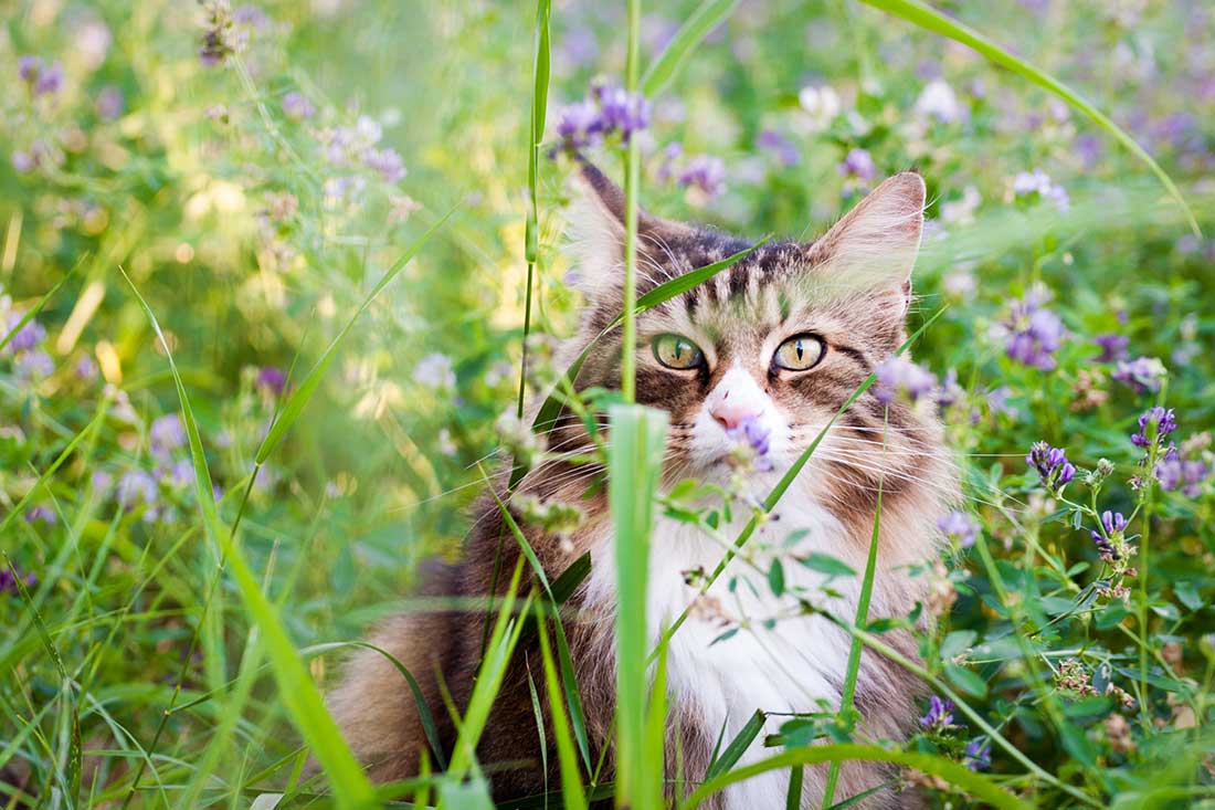 races de chat les plus hostiles