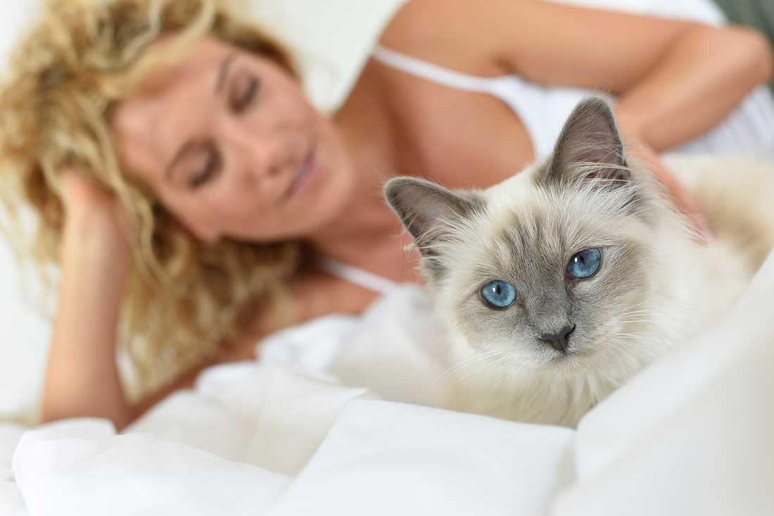 races de chat n'ont d'yeux que pour leur maître