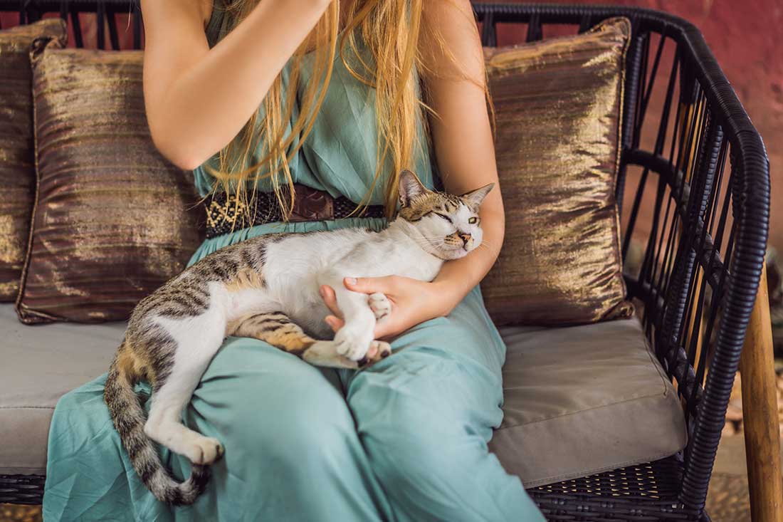 races de chat qui ne vont pas lâcher leur maître