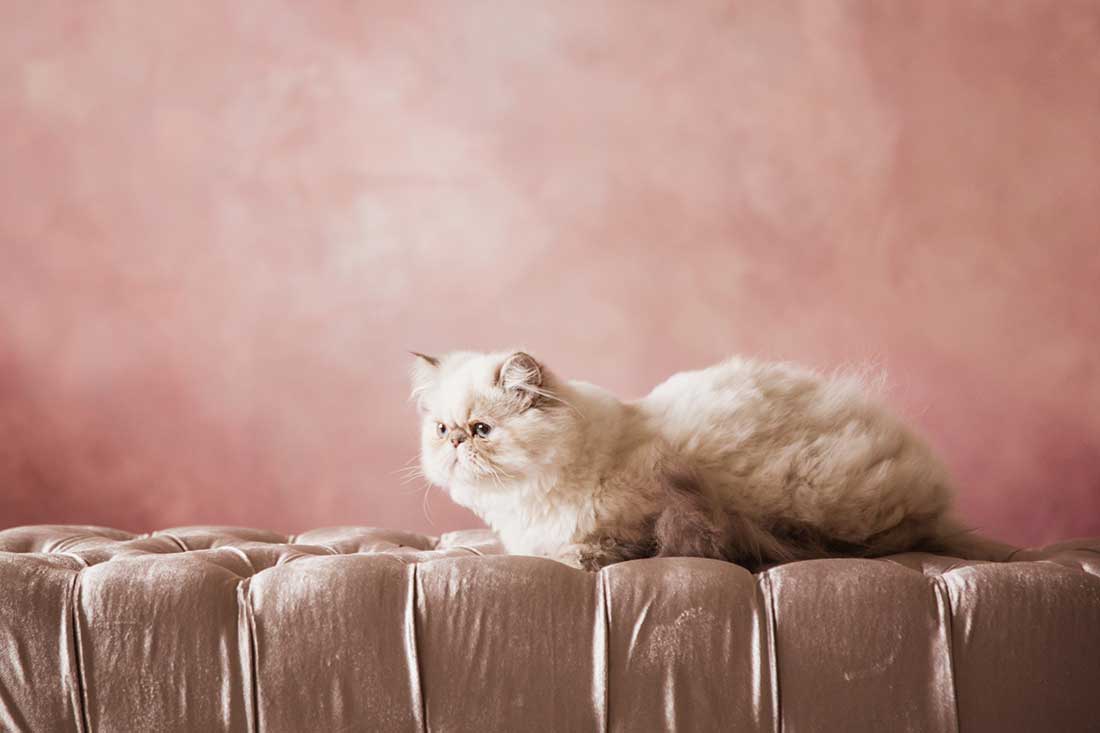 races de chat qui peuvent vivre dans un petit espace