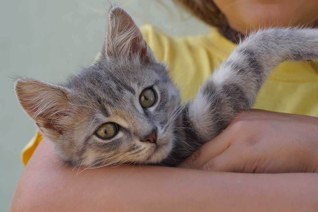 races-de-chat-pot-de-colle-maitre