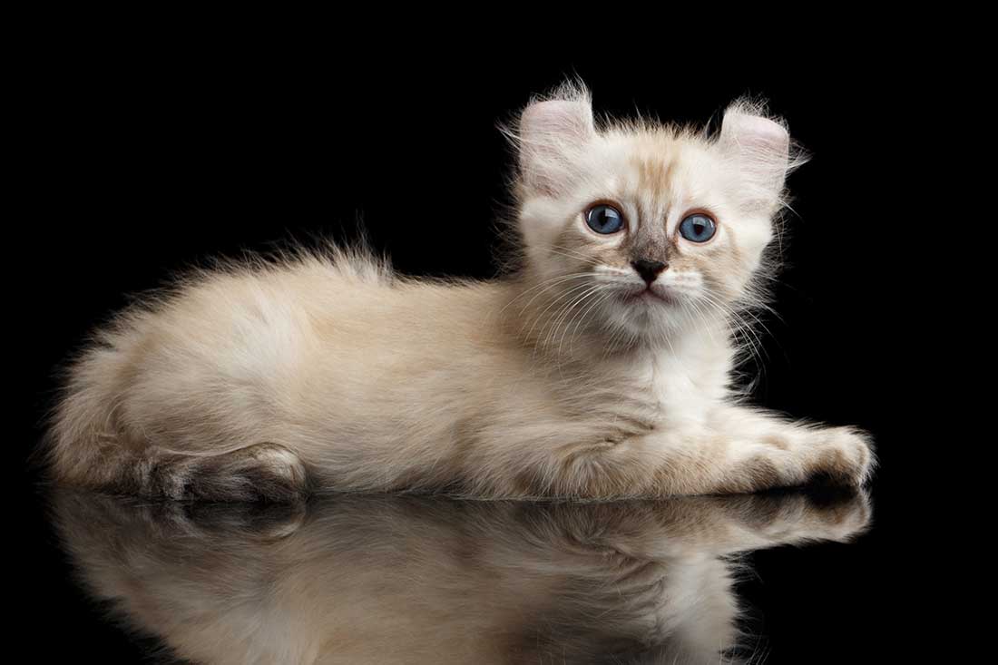 races de chat qui aiment être prises dans les bras