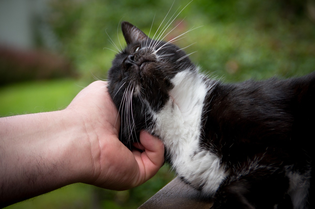 cat-2669594_1280