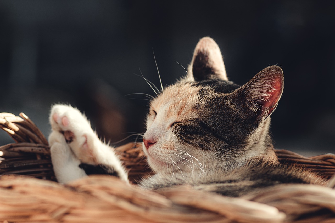 cat-6576397_1280