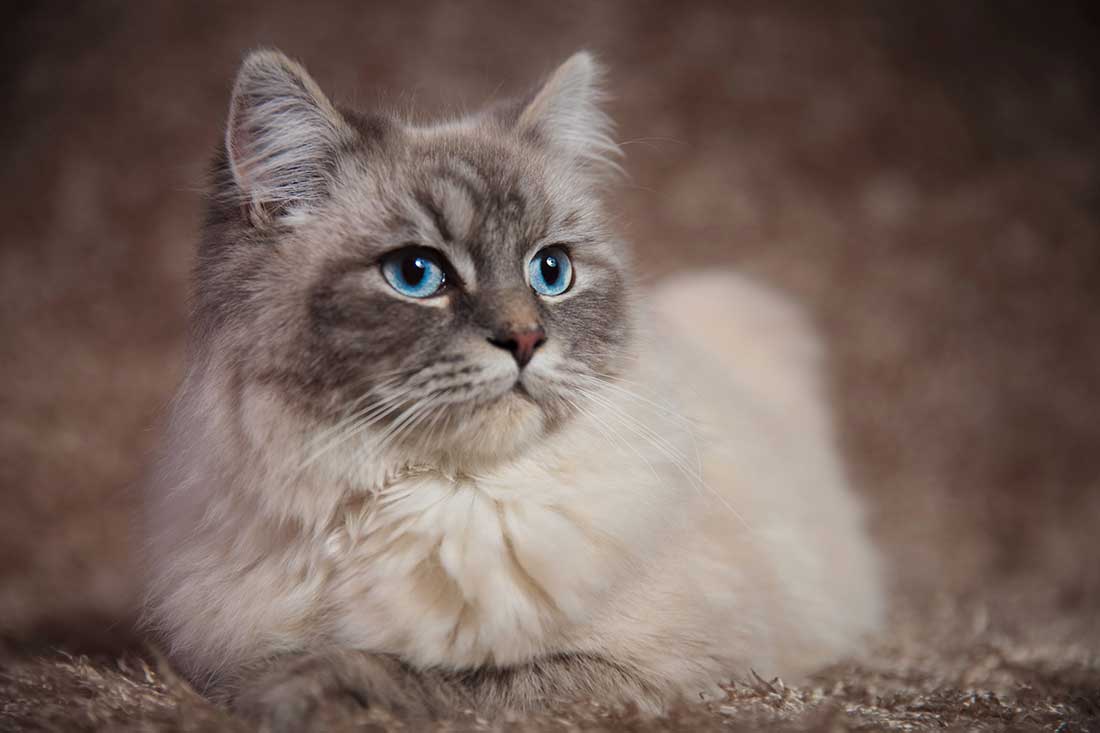 races de chat qui n’aiment pas du tout la voiture