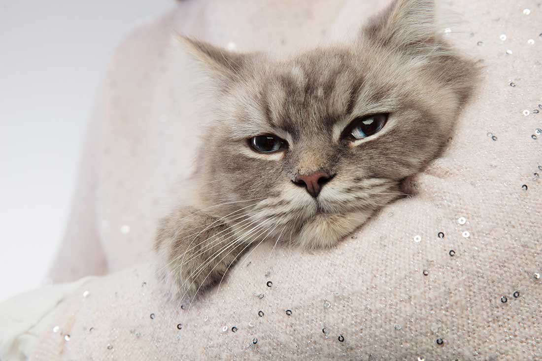 races de chat qui aiment être serrées dans les bras