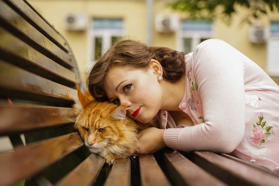 races de chat qui n’aiment pas être serrées dans les bras