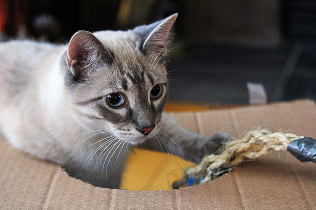 races de chat qui sont déchainées