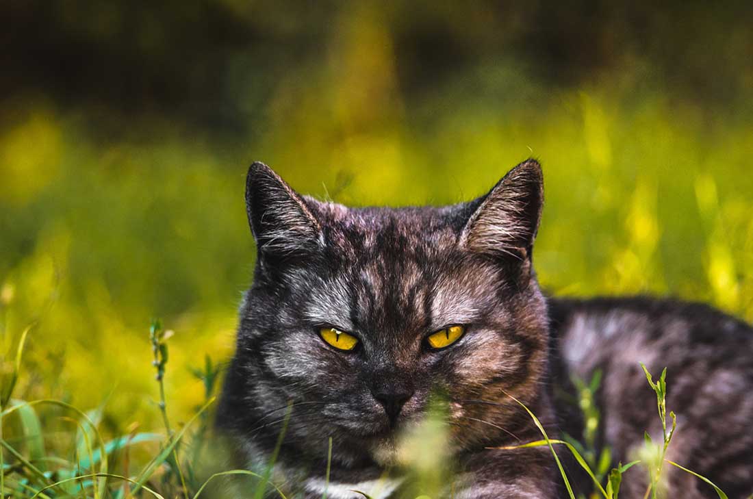 races de chat garder leurs distances