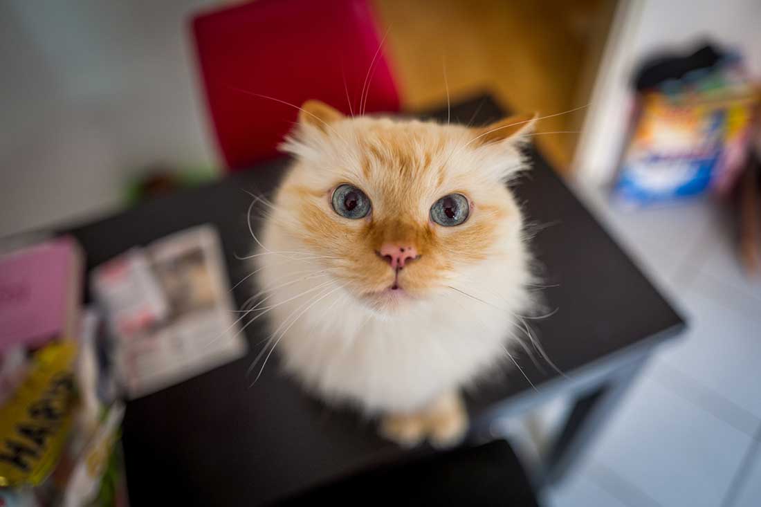 races de chat inséparables de leur maître