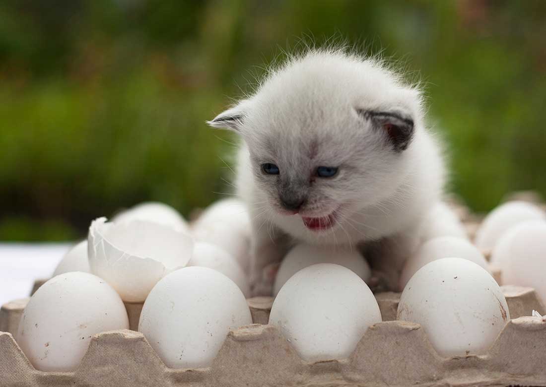 races de chat pas de dégâts en votre absence