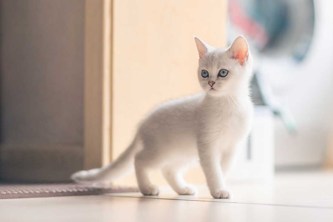 races de chat qui sont les plus remuantes