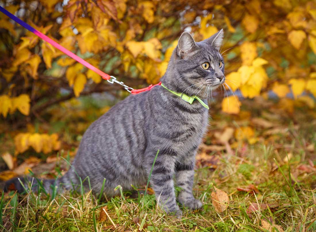 races de chat que vous pourrez aisément sortir en laisse