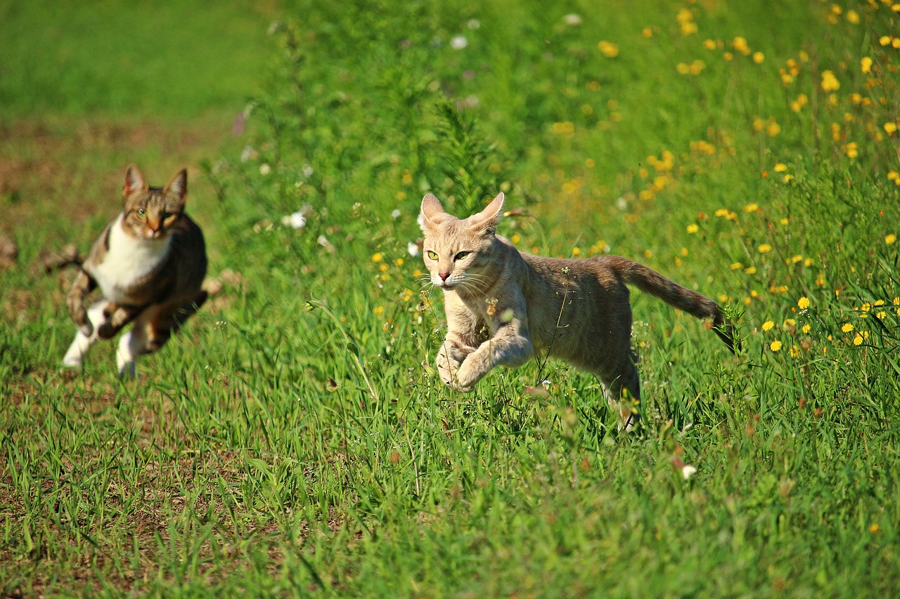 cat-g0bc484260_1280