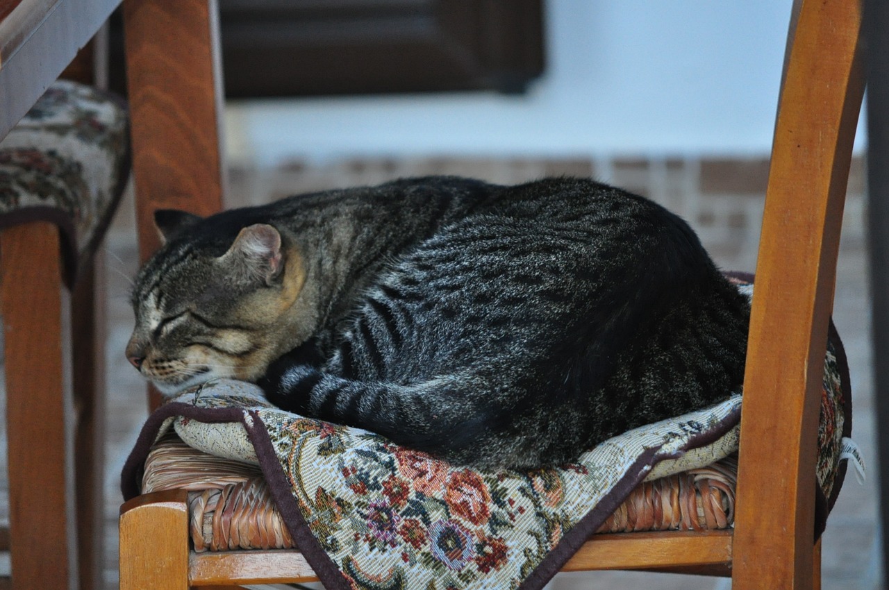 cat-g7034383eb_1280