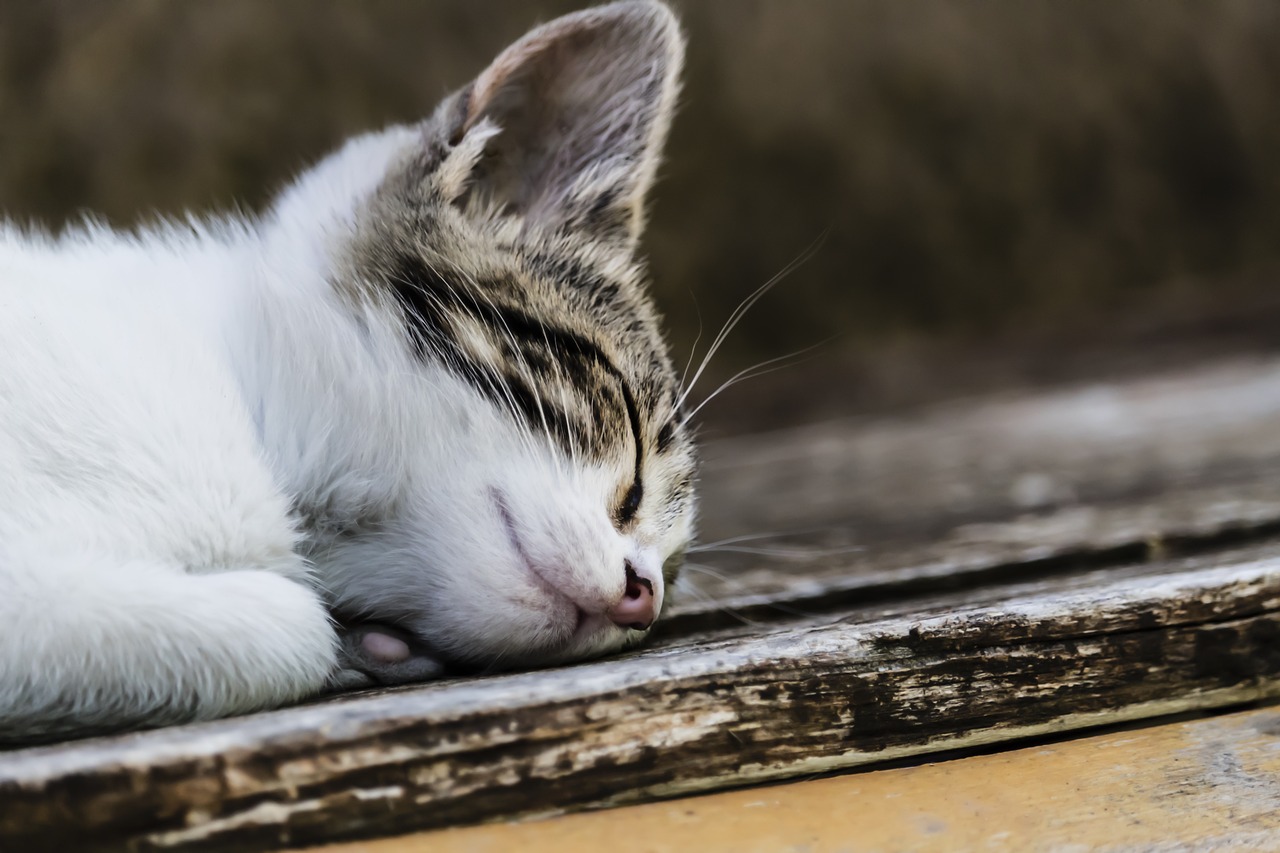 cat-g750f8f03d_1280