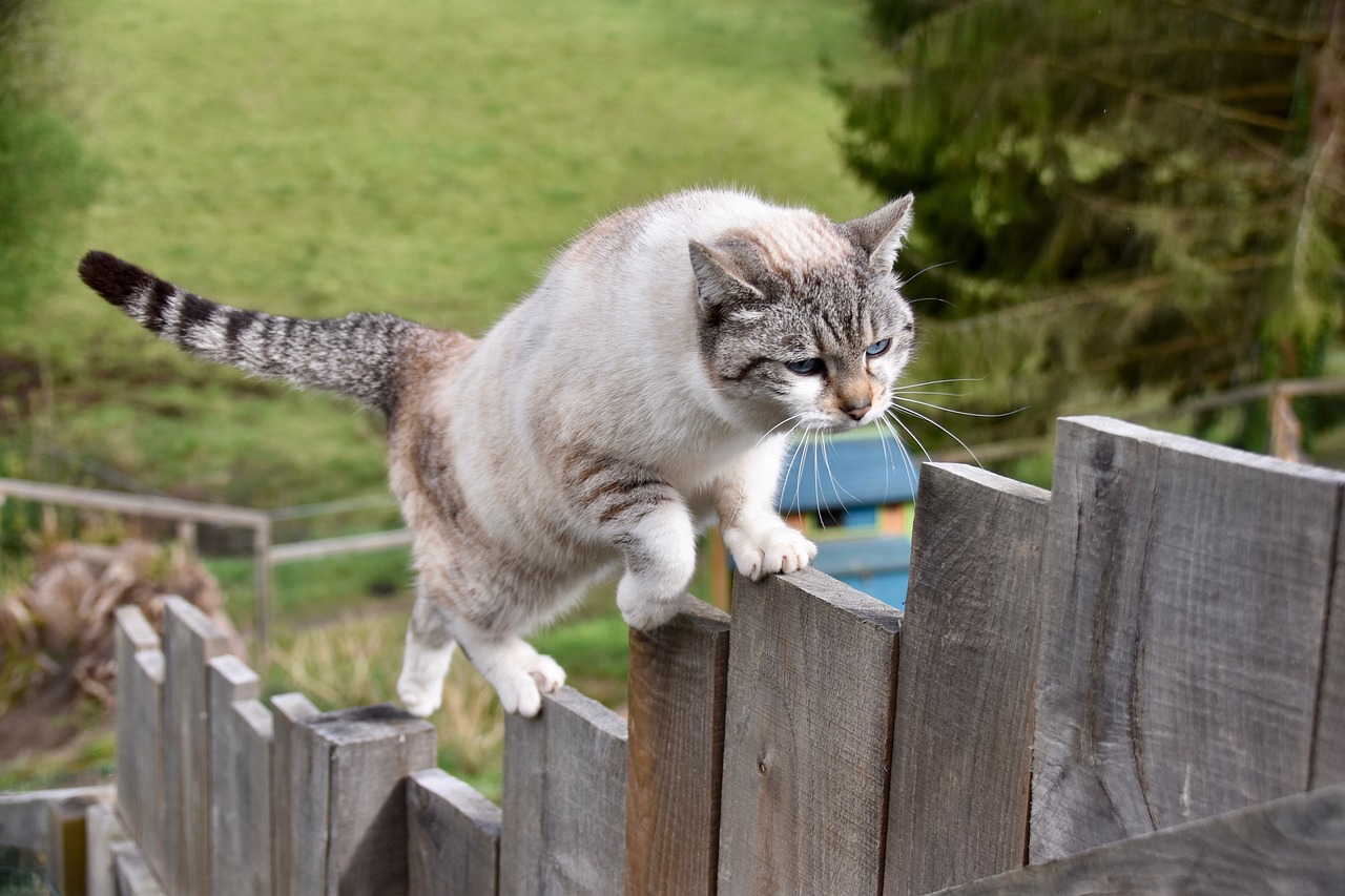cat-g7b62a1a3d_1280