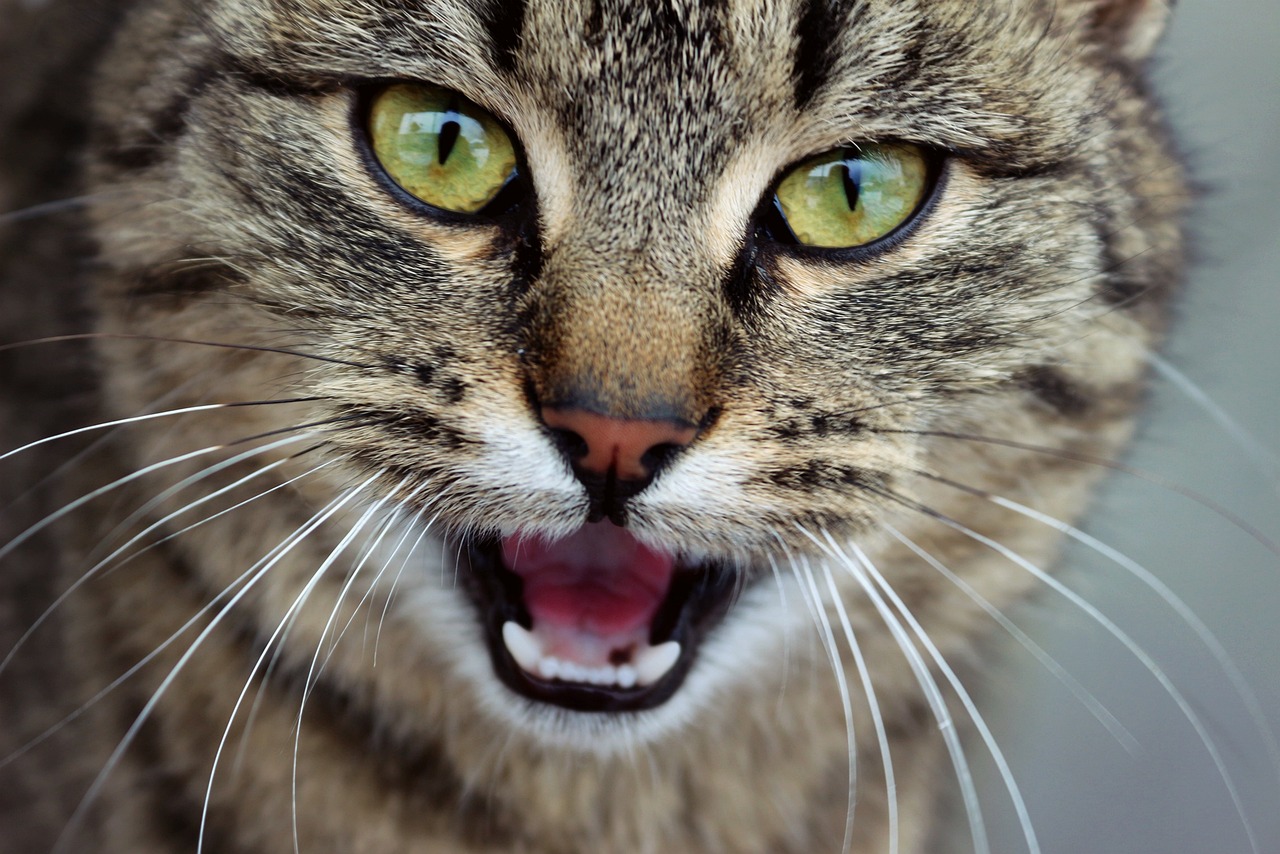 cat-gc18dee7bf_1280